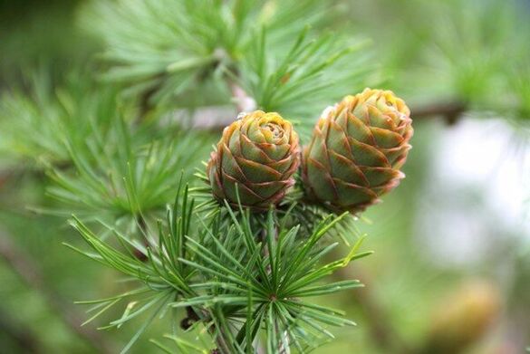 pine cones against pests
