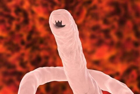 human parasitic worm