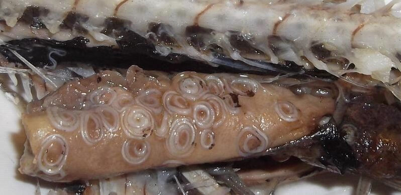 Parasites in raw fish