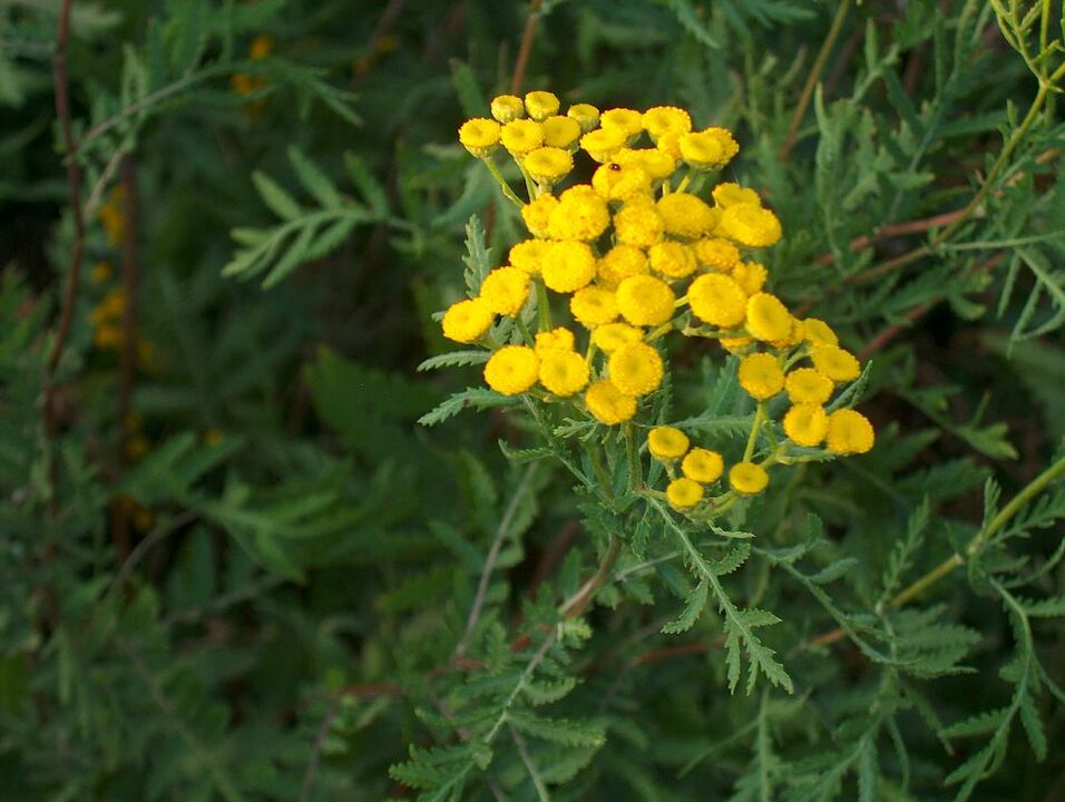 Tansy, which is part of the pest control mixture