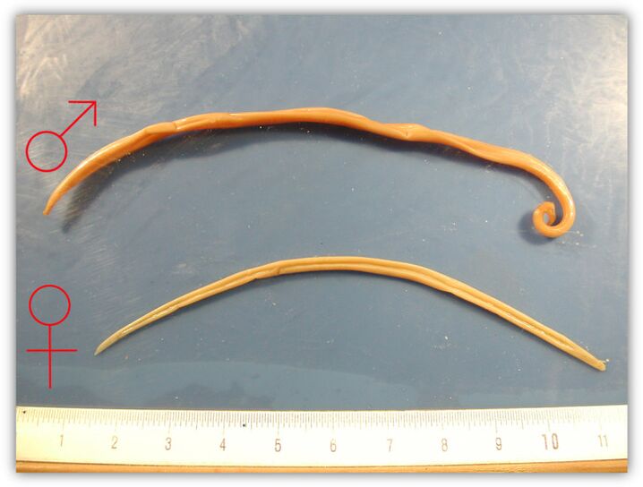 Life-size female and male roundworms
