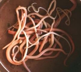 Intestinal parasites