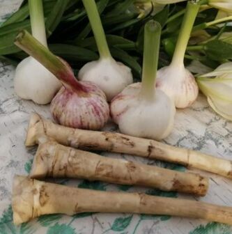 Raifort and garlic against Lamblia