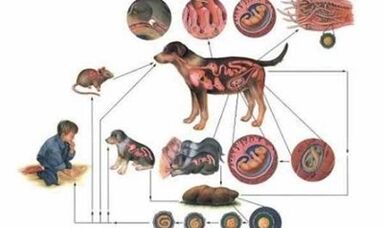 Causes and modes of infection by verses
