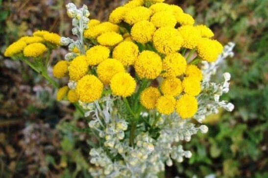 tansy against parasites in the human body